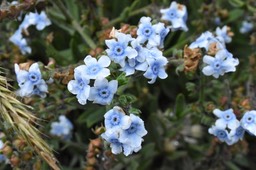 Cynoglossum borbonicum - Myosotis de Bourbon - BORAGINACEAE - Endémique Réunion - MB2_4756