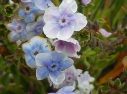 Cynoglossum borbonicum - Myosotis de Bourbon - BORAGINACEAE - Endémique Réunion - P1030183
