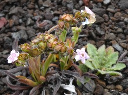 Cynoglossum borbonicum - Fruits Myosotis de Bourbon - BORAGINACEAE - Endémique Réunion - P1030178