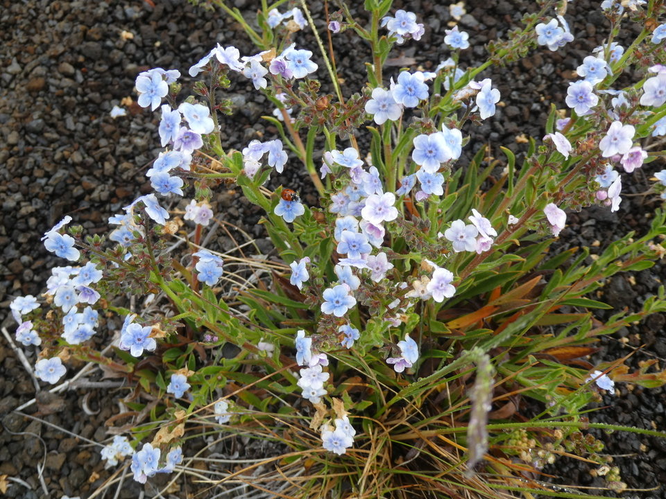 Cynoglossum borbonicum - Myosotis de Bourbon - BORAGINACEAE - Endémique Réunion - P1030181