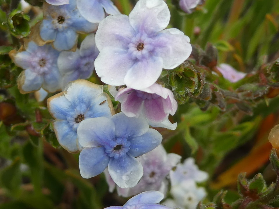 Cynoglossum borbonicum - Myosotis de Bourbon - BORAGINACEAE - Endémique Réunion - P1030183