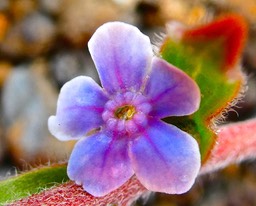 Cynoglossum borbonicum. myosotis de Bourbon.boraginaceae.endémique Réunion.P1023478