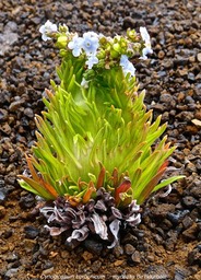 Cynoglossum borbonicum. myosotis de Bourbon.  (développement incontrolé en "balai de sorcière ")boraginaceae. endémique Réunion.P1023494