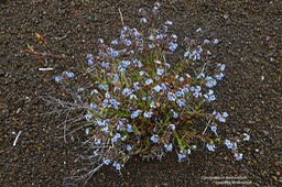 Cynoglossum borbonicum.myosotis de Bourbon.boraginaceae.endémique Réunion.P1023504