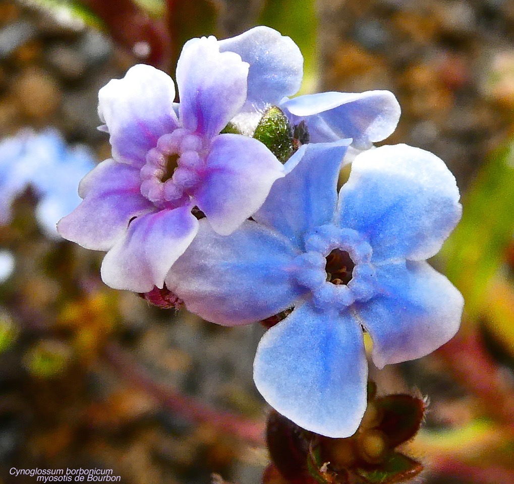 Cynoglossum borbonicum.myosotis de Bourbon. boraginaceae.endémique Réunion.P1023474