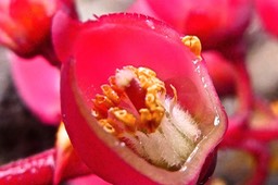 déhiscence poricide des étamines de Agarista buxifolia. bois de rempart. P1023290