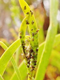 Eclosion Psylles (1)