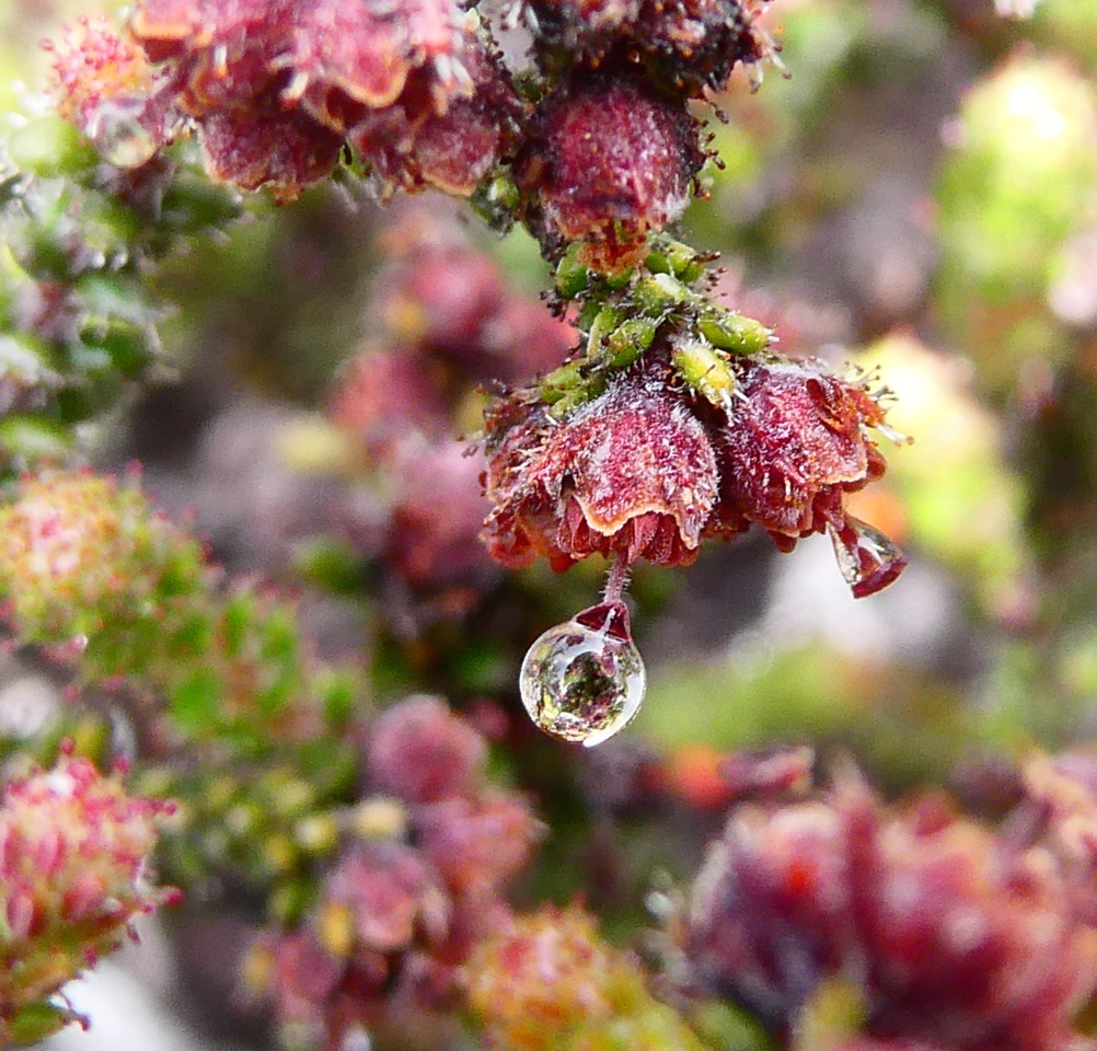 Erica galioides. thym marron. bruyère faux gaillet.ericaceae.endémique Réunion.P1023382