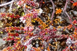 Erica galioides.thym marron .ericaceae.endémique Réunion.P1023361