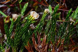 Eriotrix lycopodioides .asteraeae.endémique Réunion.P1023531