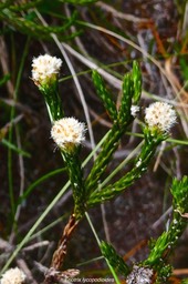 Eriotrix lycopodioides .asteraceae.endémique Réunion .P1023527