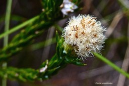 Eriotrix lycopodioides.asteraceae.endémique Réunion.P1023530