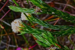 Eriotrix lycopodioides.asteraceae. endémique Réunion.P1023538