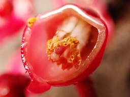 Etamines a dehiscence poricide  de Agarista buxifolia (1)