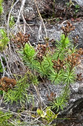 Faujasia pinifolia.( avec fleurs sèches ) asteraceae. endémique Réunion.P1023589