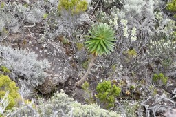 Heterochaenia en 2019