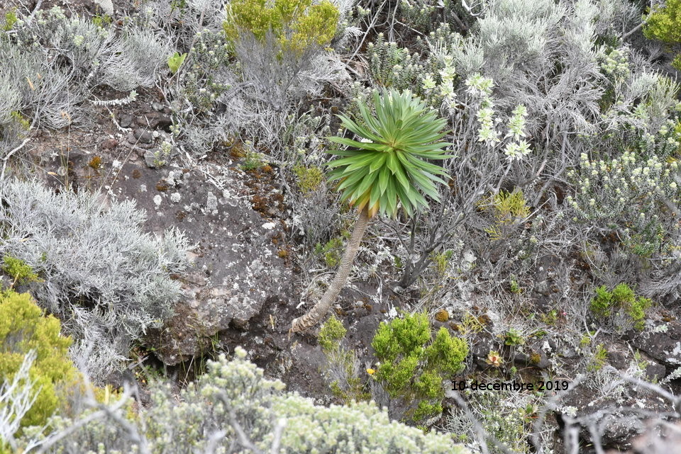 Heterochaenia en 2019