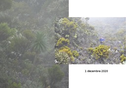 Heterochaenia en 2020