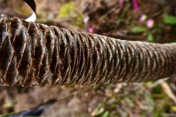 Heterochaenia rivalsii cicatrices foliaires sur la tige (Piton Lacroix vers le volcan ) P1023549