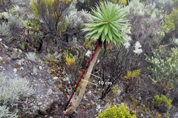 L'Heterochaenia de Mireille fait environ 1,40 m de haut