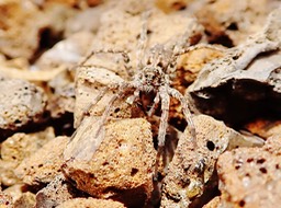 Lycose du Volcan (2)