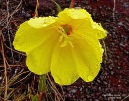 Oenothera stricta. onagre raide. onagraceae.espèce potentiellement envahissante.P1023210