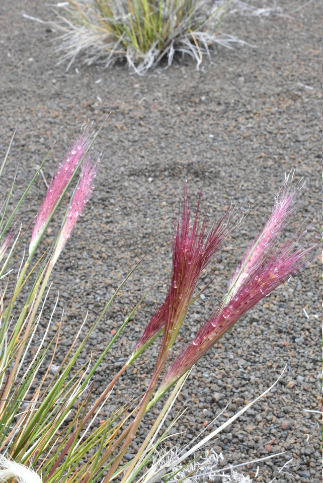 Pennisetum caffrum - Queue de mimite - POACEAE - Endémique Réunion