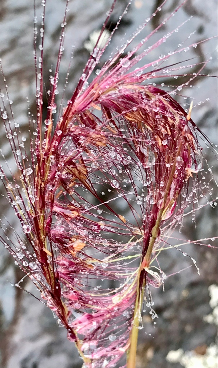 Pennisetum caffrum .(épis emmêlés sous la pluie  ) poaceae.endémique Réunion. IMG_4943