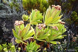 Psiadia anchusifolia.tabac marron .asteraceae.endémique Réunion.P1023301