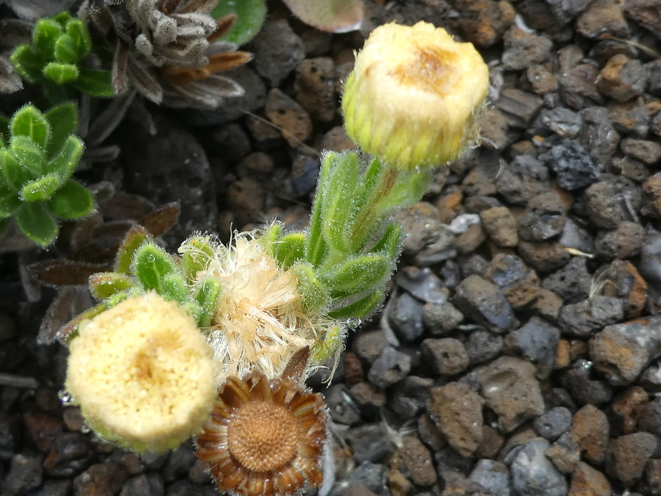 Psiadia callocephala - ASTERACEAE - Endémique Réunion
