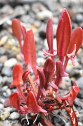 Rumex acetosella - Oseille sauvage - POLYGONACEAE - EE
