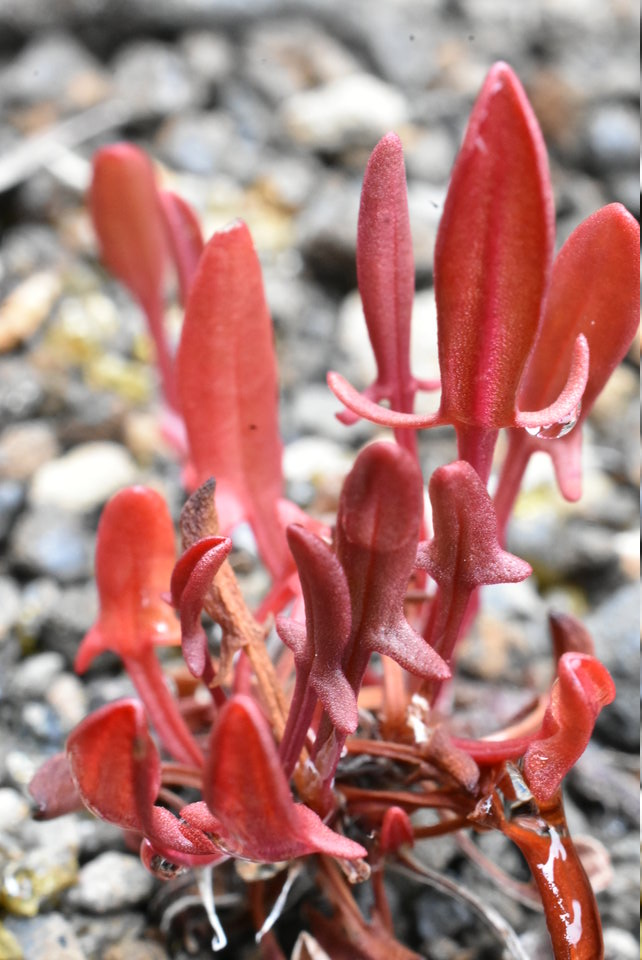 Rumex acetosella - Oseille sauvage - POLYGONACEAE - EE