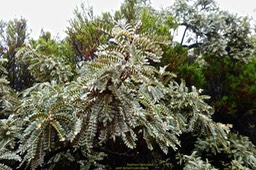 Sophora denudata.petit tamarin des hauts.fabaceae.endémique Réunion.P1023315