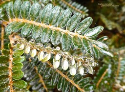Sophora denudata.petit tamarin des hauts .fabaceae.endémique Réunion.P1023317