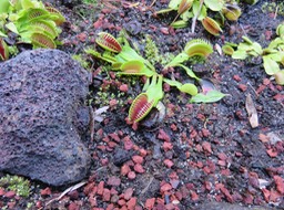 1. Dionaea muscipula - Dionée ou gobe-mouches - Droséracées - Amerique du Nord