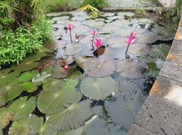 11. Claude Monet 3 IMG_2993.JPG