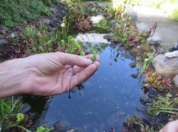 7. Carnivore subaquatiqueIMG_2989.JPG