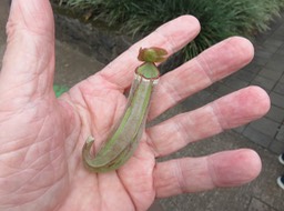 8. Le piège de Nepenthes