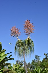 Beaucarnea en fleur et parapente en l'air