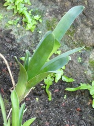 Brocchinia reducta (?) - BROMELIACEAE - Venezuela