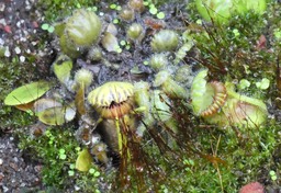 Cephalotus follicularis - CEPHALOTACEAE - Sud-ouest Australie