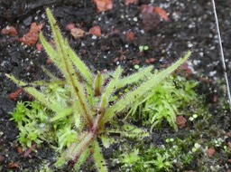 Drosera adelae - DROSERACEAE - Australie 