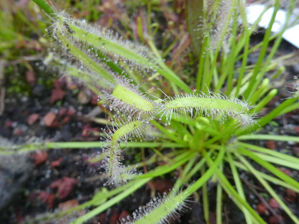 Drosera capensis - Drosera du Cap - DROSERACEAE - Afrique du Sud