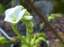 Drosera capensis (fleur) - Drosera du Cap - DROSERACEAE - Afrique du Sud
