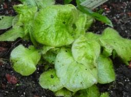 Drosera schizandra - DROSERACEAE - 