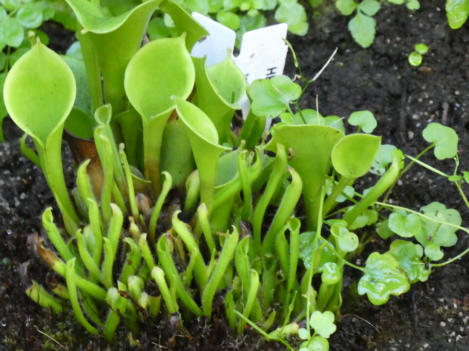 Heliamphora sp - SARRACENIACEAE - Venezuela