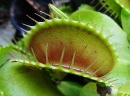 les poils déclencheurs de Dionaea