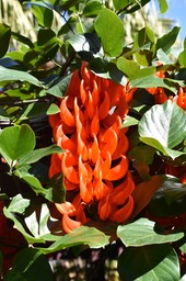 Mucuna warburgii - Griffes du diable - FABACEAE - Papouasie, Nouvelle Guinée
