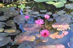 Nymphaea rubra - NYMPHAEACEAE - Exotique