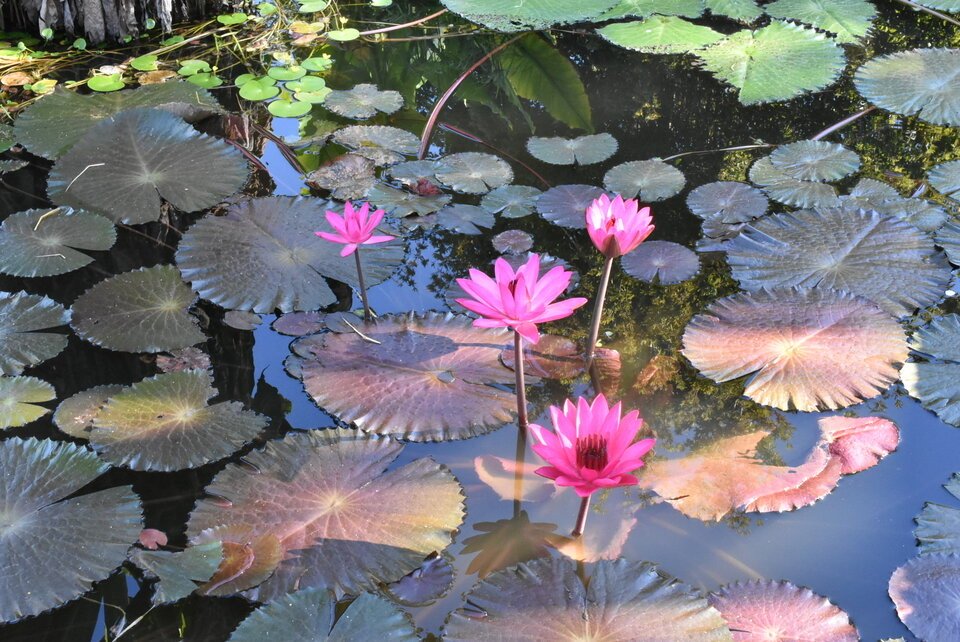 Nymphaea rubra - NYMPHAEACEAE - Exotique